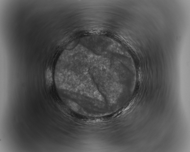 X0000096131106200802151308