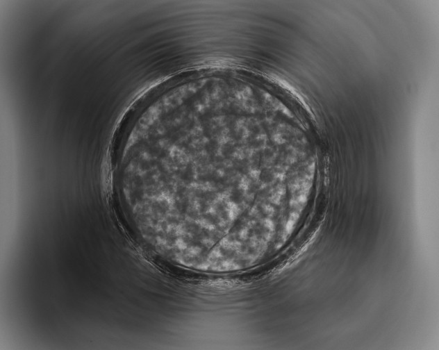 X0000096131117200802151308