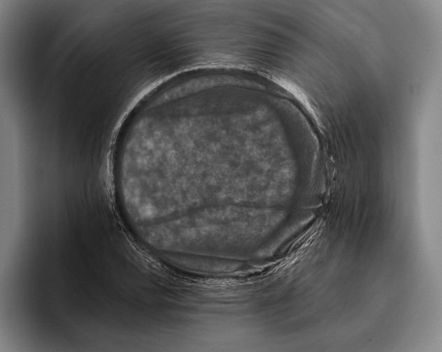 X0000096131120200802151308