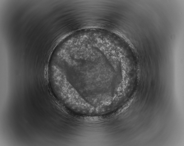 X0000096131121200802151308