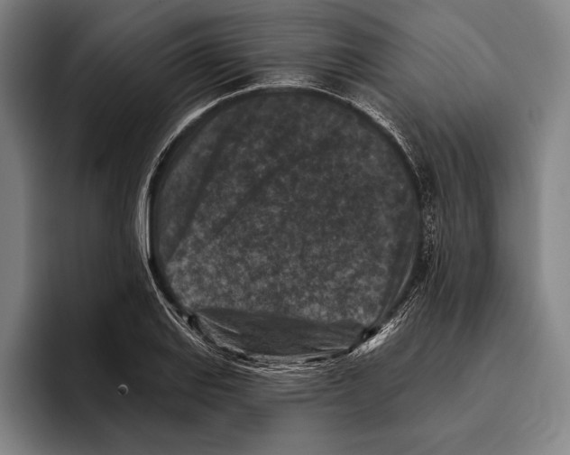 X0000096131127200802151308