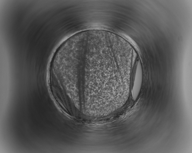 X0000096131144200802151309