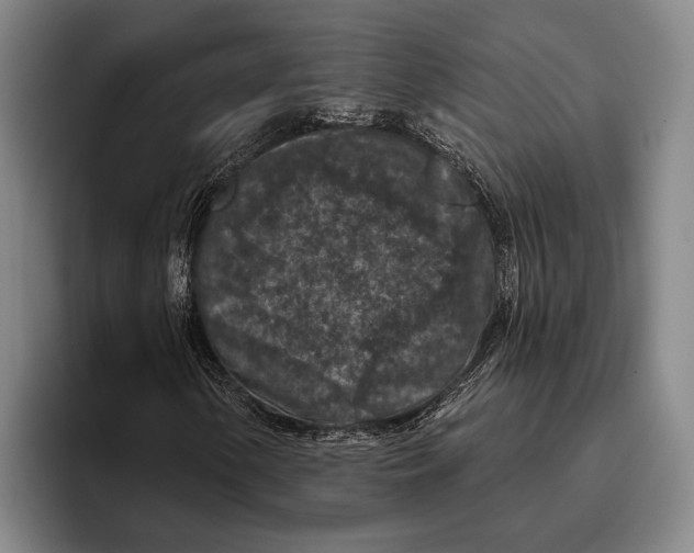 X0000096131154200802151308