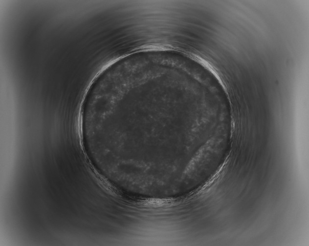 X0000096131179200802151308