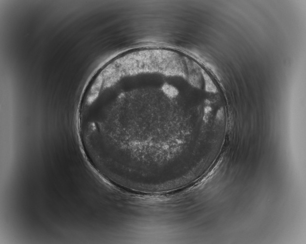 X0000096131239200802151307