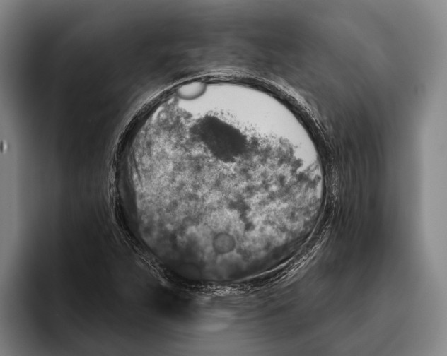 X0000096131263200802151307