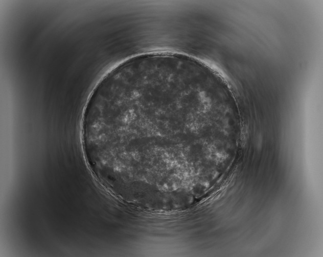 X0000096131279200802151306