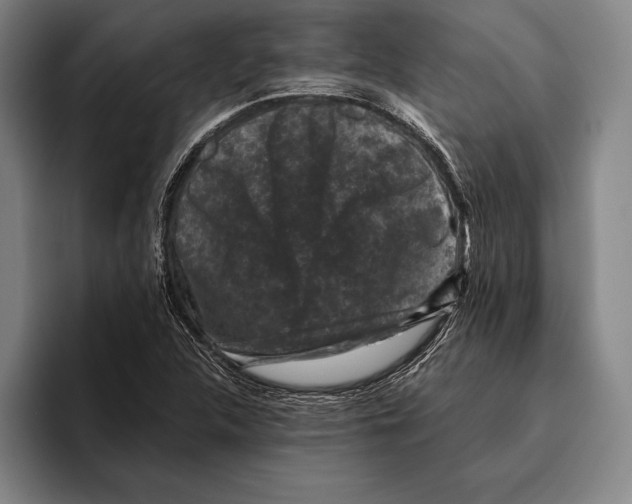 X0000096131312200802151306