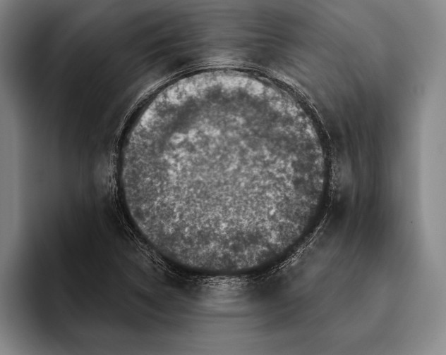 X0000096131314200802151306