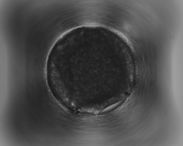 X0000096131327200802151306