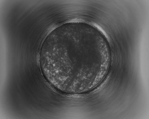 X0000096131329200802151306