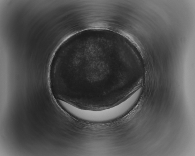 X0000096131331200802151306