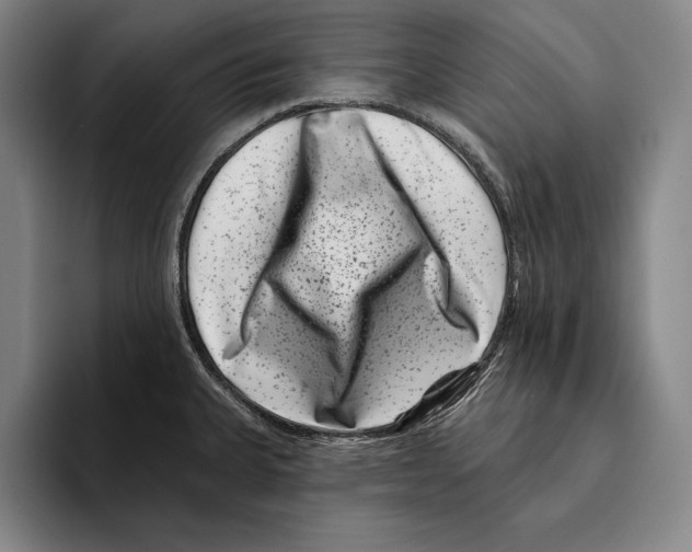 X0000096131335200802151306