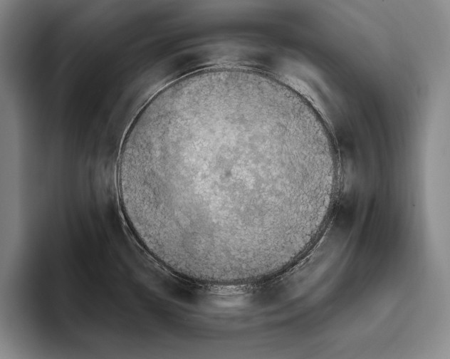 X0000096131338200802151306