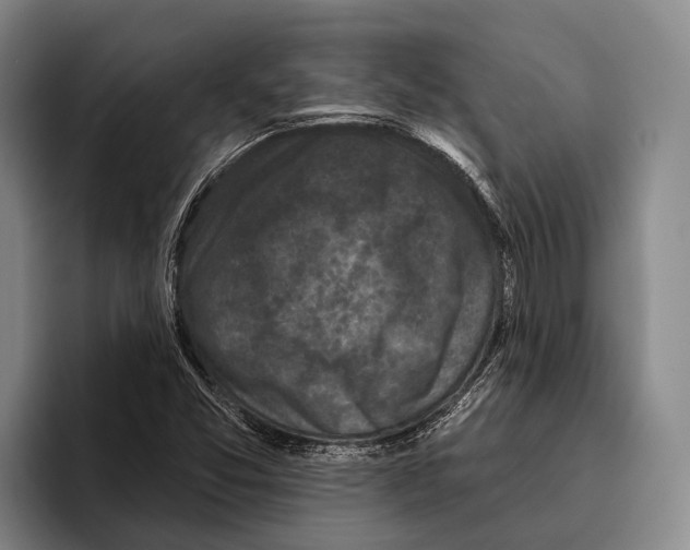 X0000096131357200802151305