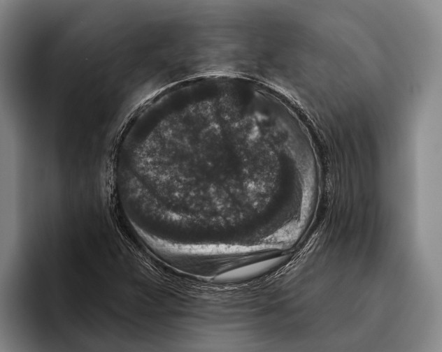 X0000096131359200802151305