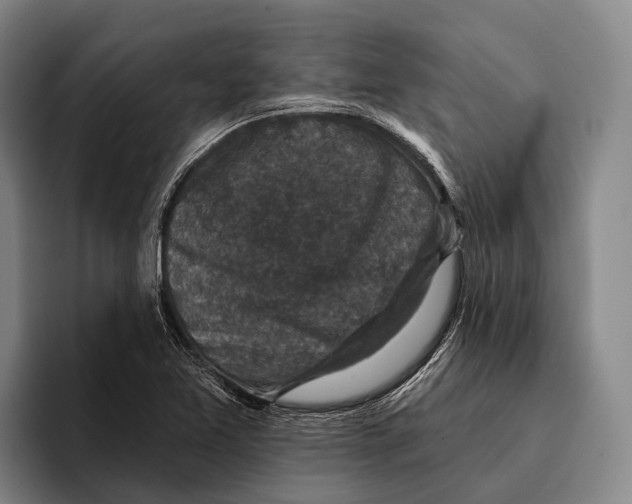 X0000096131365200802151305