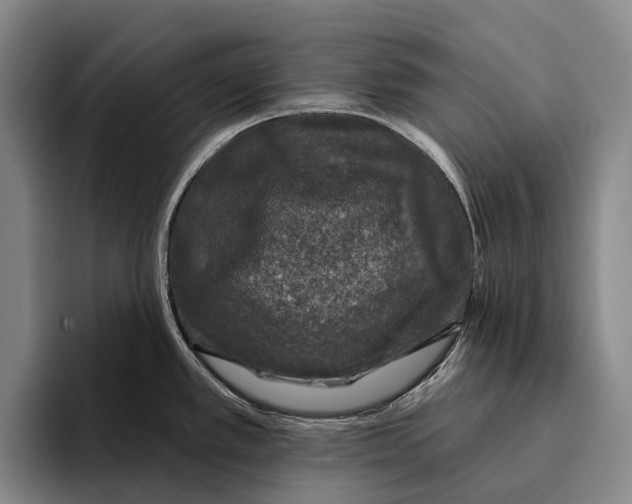 X0000096131389200802151305