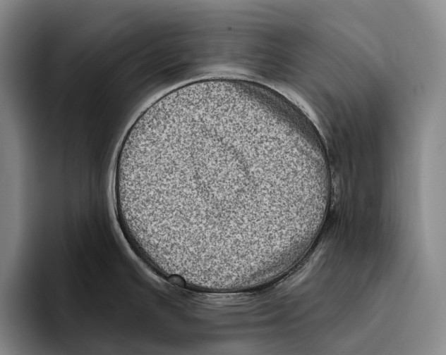 X0000096131391200802151305