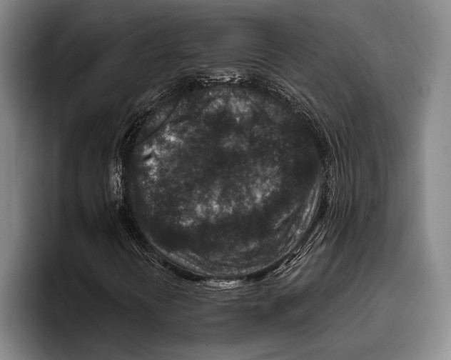 X0000096131394200802151304