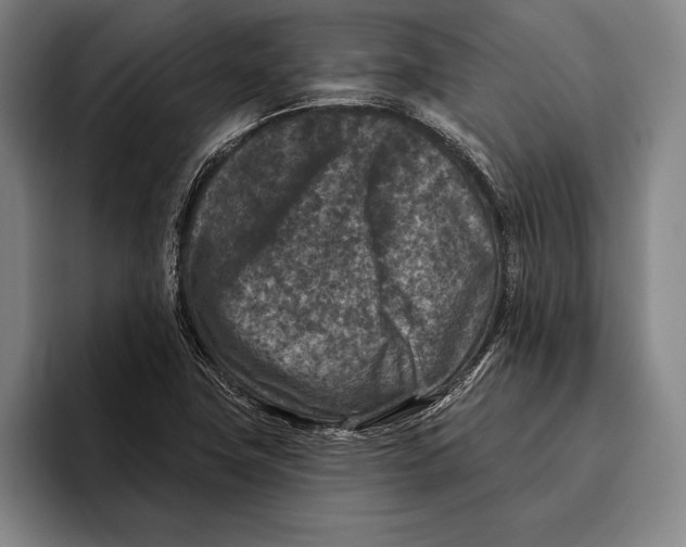 X0000096131411200802151305