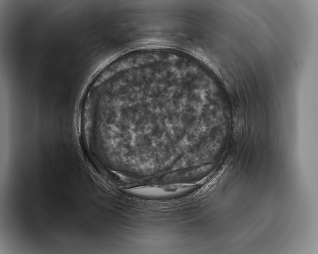 X0000096131413200802151305