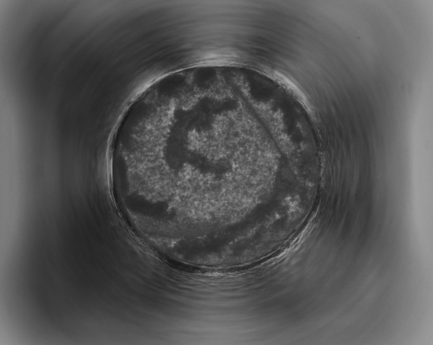 X0000096131419200802151305