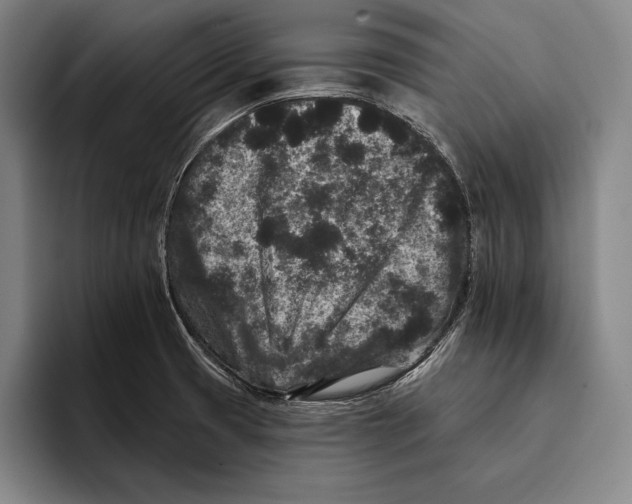 X0000096131425200802151305