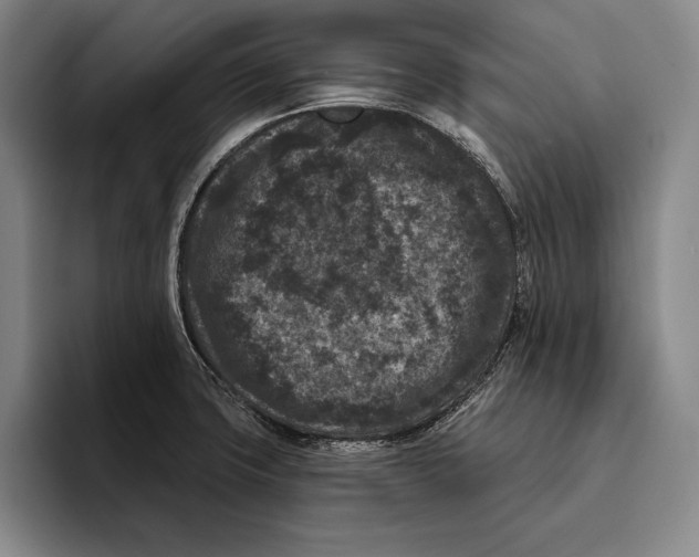X0000096131427200802151305