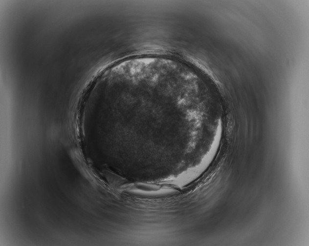 X0000096131455200802151304