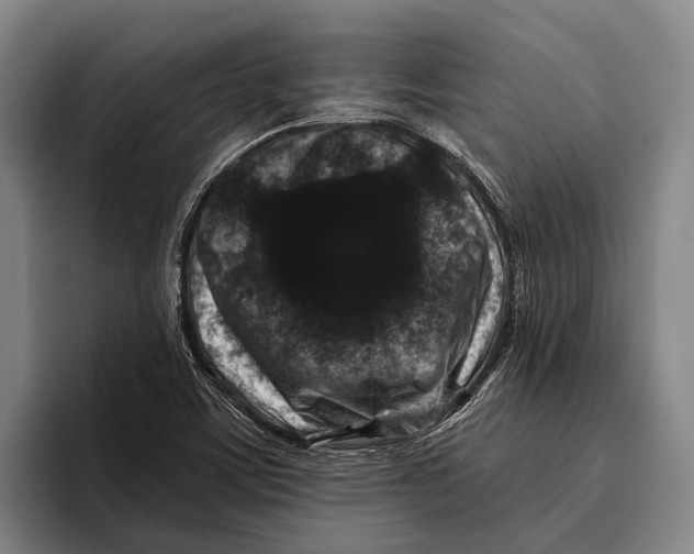 X0000096131459200802151304