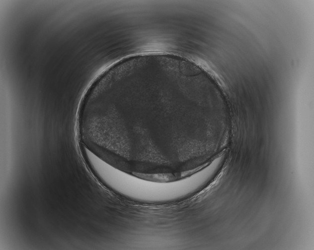 X0000096131469200802151304