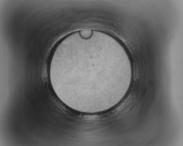 X0000096131498200802151303