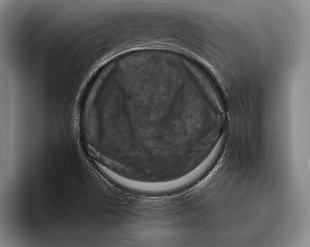 X0000096131506200802151303