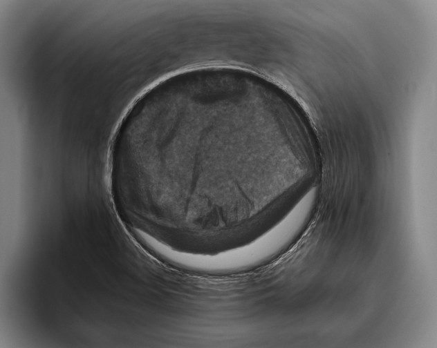 X0000096131508200802151303