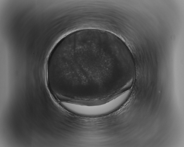 X0000096131515200802151303