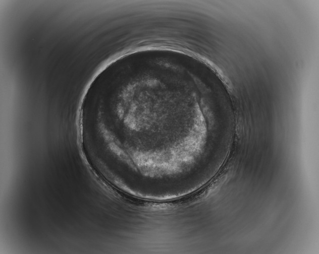 X0000096131522200802151303