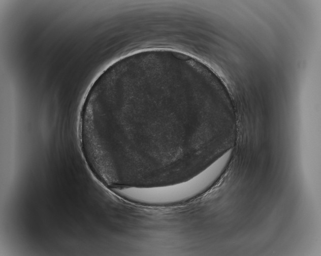 X0000096131527200802151304