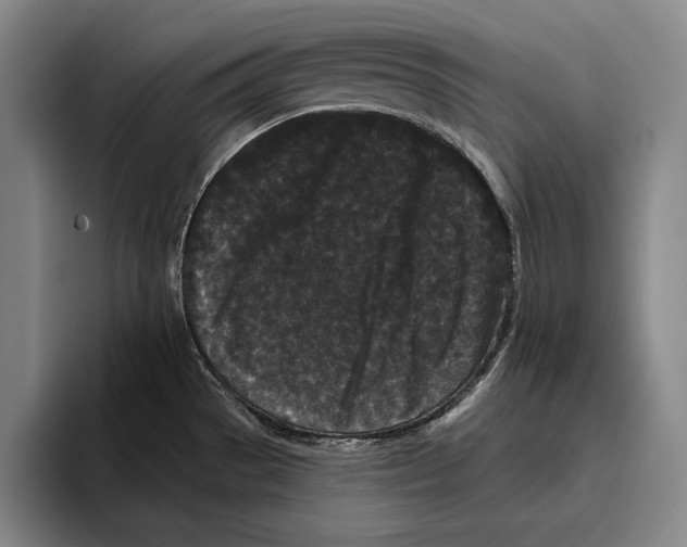 X0000096131529200802151304