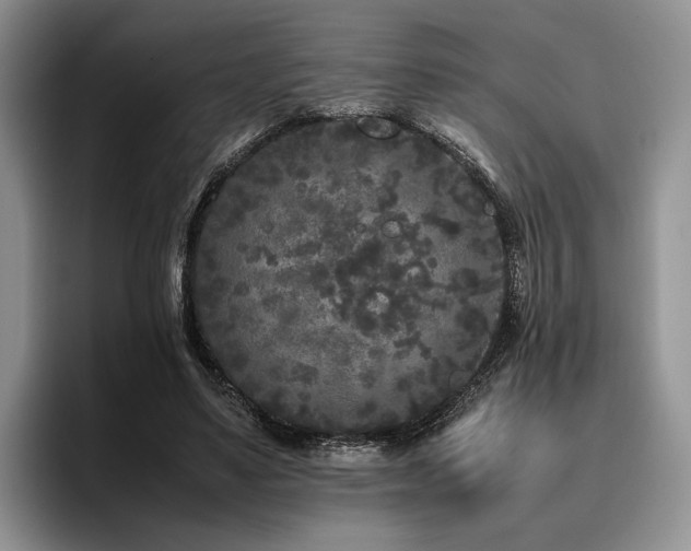 X0000096140491200801181136