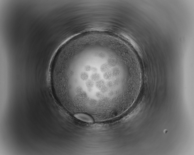 X0000096140779200801181132