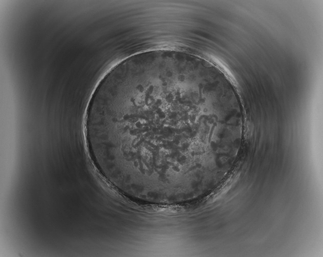 X0000096140899200801181130