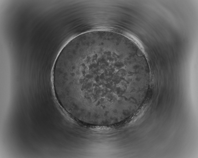 X0000096140907200801181130