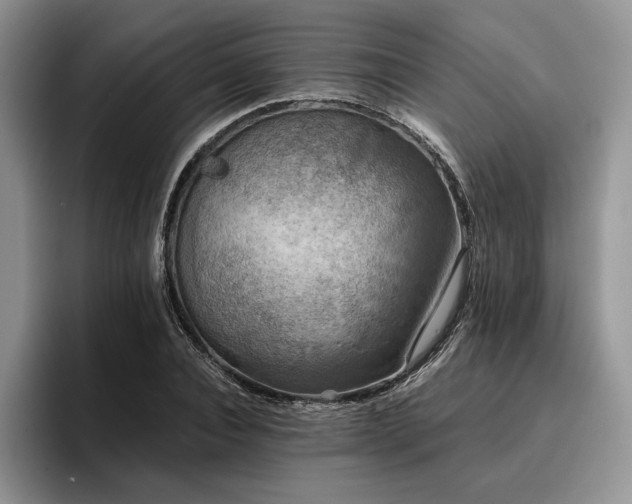 X0000096140928200801181130