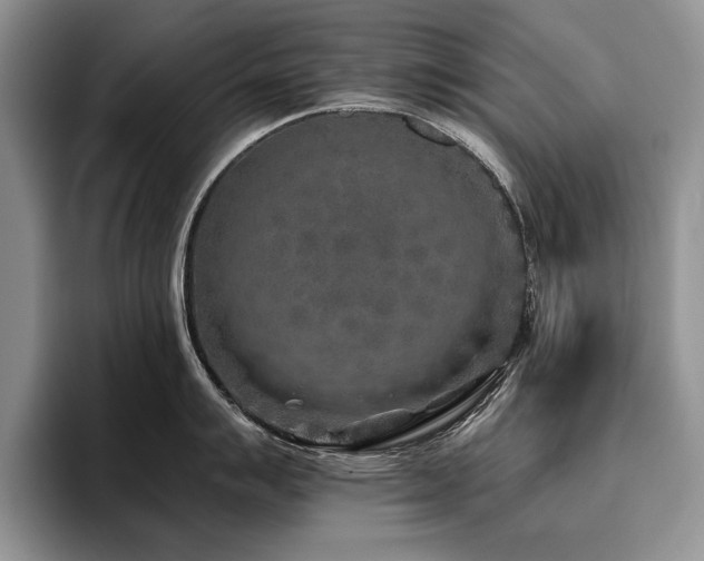 X0000096141007200801181129