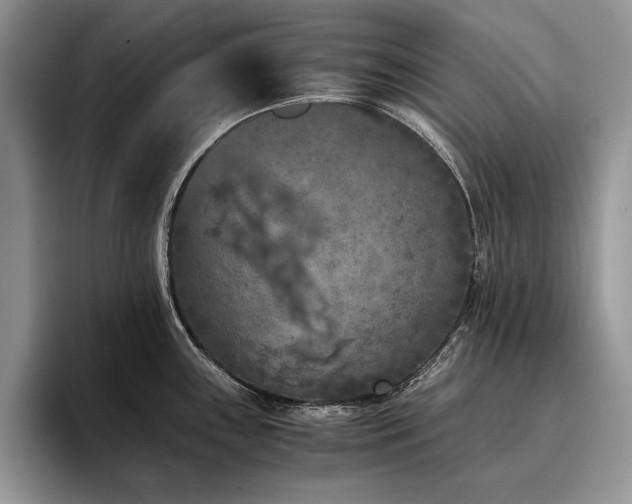 X0000096141243200801181126