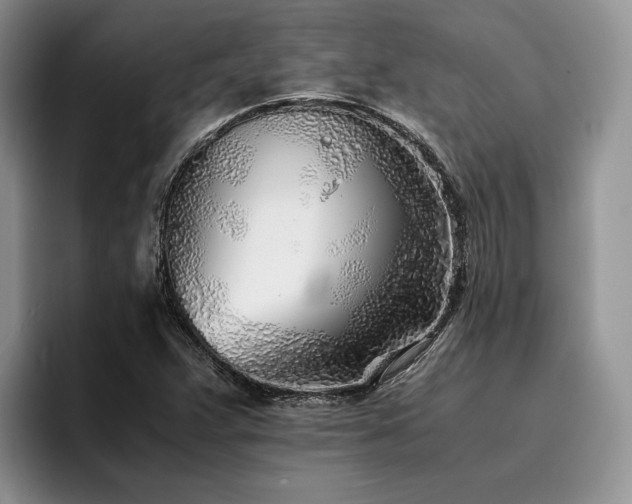 X0000096141359200801181124
