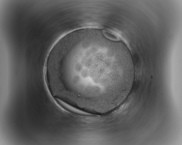 X0000096141383200801181124