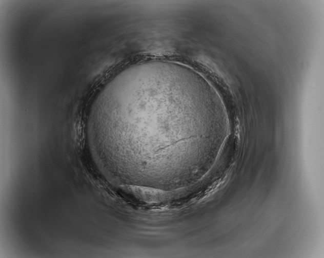 X0000096141398200801181123