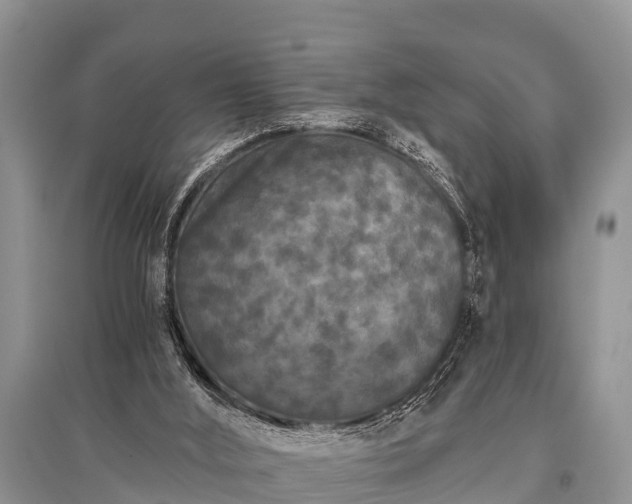 X0000096140012200801251052